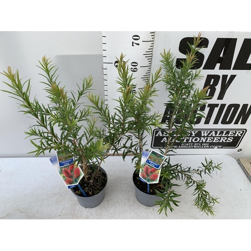 59 - TWO CALLISTEMON LAEVIS IN 2 LTR POTS 70CM IN HEIGHT PLUS VAT TO BE SOLD FOR THE TWO