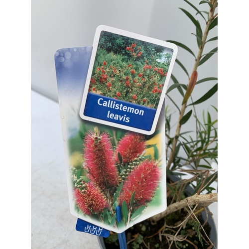 59 - TWO CALLISTEMON LAEVIS IN 2 LTR POTS 70CM IN HEIGHT PLUS VAT TO BE SOLD FOR THE TWO