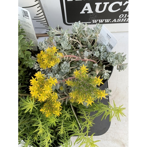 62 - SIX MIXED ALPINES AND PERENNIALS TO INCLUDE SEDUM 'GOLDEN STONECROP' ALPINES, PHLOX 'CANDY STRIPES' ... 