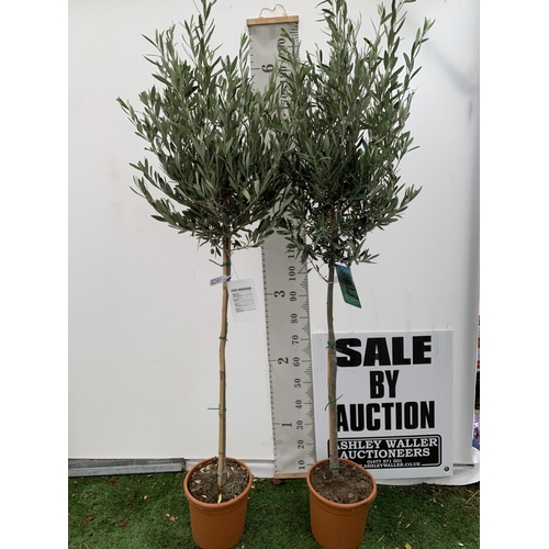 70 - TWO LARGE ITALIAN OLIVE STANDARD TREES OVER 2 METRES IN HEIGHT IN 9 LTR POTS NO VAT TO BE SOLD FOR T... 