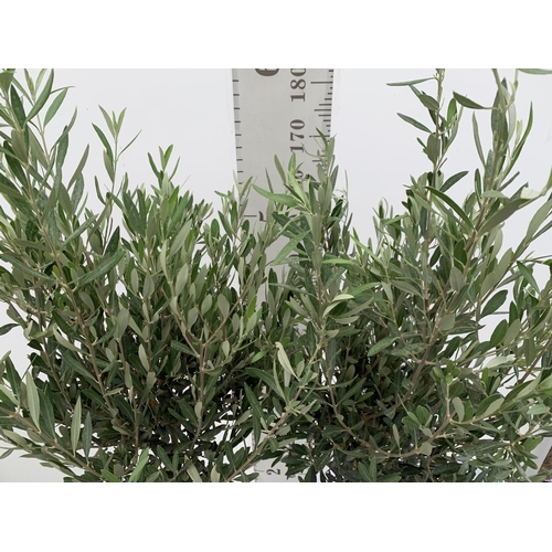 70 - TWO LARGE ITALIAN OLIVE STANDARD TREES OVER 2 METRES IN HEIGHT IN 9 LTR POTS NO VAT TO BE SOLD FOR T... 