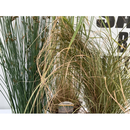 73 - THREE MIXED ORNAMENTAL GRASSES TO INCLUDE ONE CAREX 'FLAGELLIFEAR AURUGA', ONE CALAMAGROSTIS 'KARL F... 