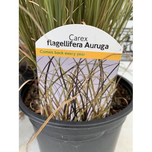 73 - THREE MIXED ORNAMENTAL GRASSES TO INCLUDE ONE CAREX 'FLAGELLIFEAR AURUGA', ONE CALAMAGROSTIS 'KARL F... 