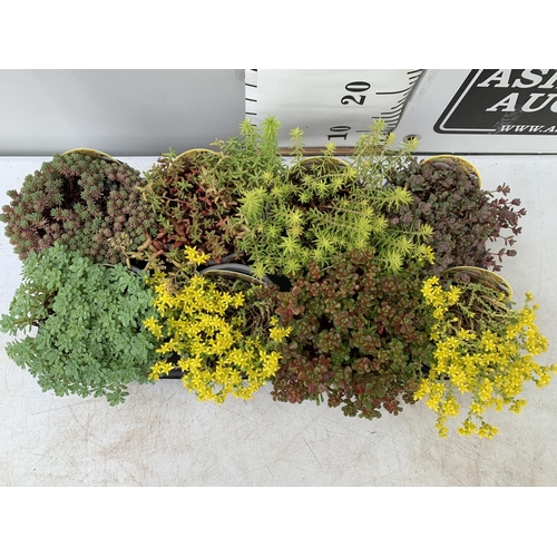 78 - EIGHT VARIOUS VARIETIES OF SEDUM WITH CARDS IN SIZE P13 POTS TO BE SOLD FOR THE EIGHT PLUS VAT