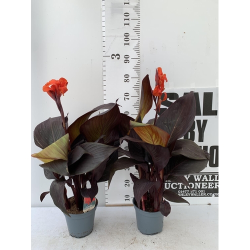 85 - TWO EXCLUSIVE VARIETY LARGE CANNA RED VELVET IN FLOWER APPROX 80CM IN HEIGHT IN 2 LTR POTS PLUS VAT ... 