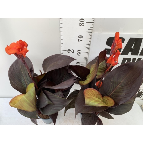 85 - TWO EXCLUSIVE VARIETY LARGE CANNA RED VELVET IN FLOWER APPROX 80CM IN HEIGHT IN 2 LTR POTS PLUS VAT ... 