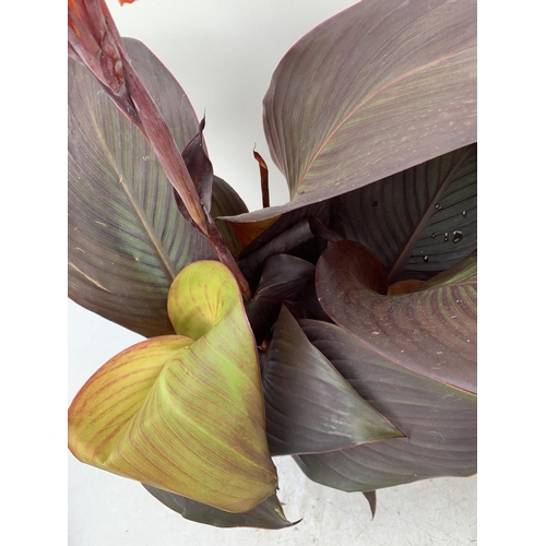 85 - TWO EXCLUSIVE VARIETY LARGE CANNA RED VELVET IN FLOWER APPROX 80CM IN HEIGHT IN 2 LTR POTS PLUS VAT ... 