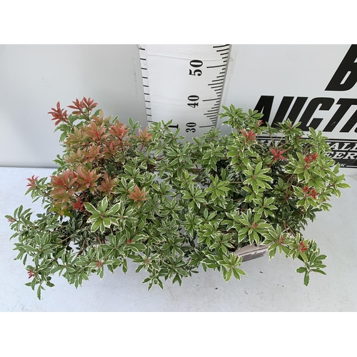 91 - TWO PIERIS JAPONICA 'LITTLE HEATH' IN 3 LTR POTS 55CM TALL PLUS VAT TO BE SOLD FOR THE TWO