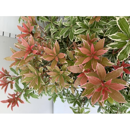 91 - TWO PIERIS JAPONICA 'LITTLE HEATH' IN 3 LTR POTS 55CM TALL PLUS VAT TO BE SOLD FOR THE TWO