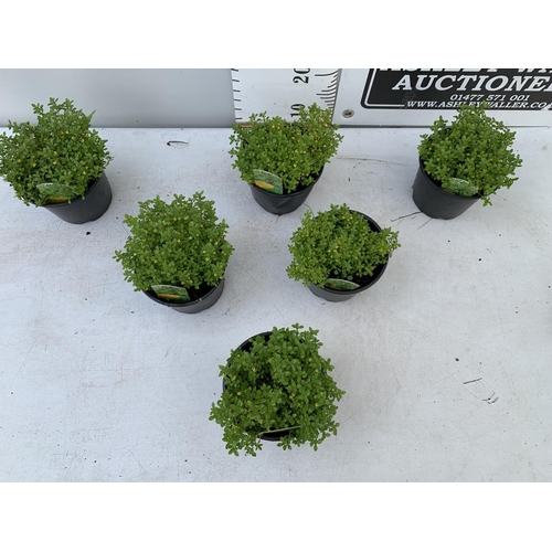 98 - SIX THYME 'ARCHERS GOLD' IN 1 LTR POTS APPROX 20CM IN HEIGHT NO VAT TO BE SOLD FOR THE SIX