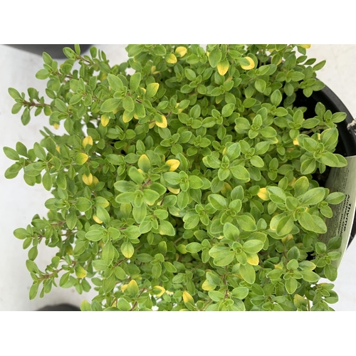 98 - SIX THYME 'ARCHERS GOLD' IN 1 LTR POTS APPROX 20CM IN HEIGHT NO VAT TO BE SOLD FOR THE SIX