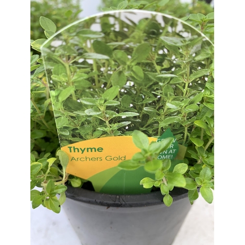 98 - SIX THYME 'ARCHERS GOLD' IN 1 LTR POTS APPROX 20CM IN HEIGHT NO VAT TO BE SOLD FOR THE SIX