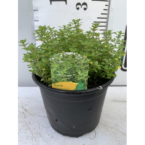 98 - SIX THYME 'ARCHERS GOLD' IN 1 LTR POTS APPROX 20CM IN HEIGHT NO VAT TO BE SOLD FOR THE SIX