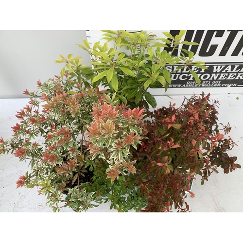 100 - THREE MIXED PIERIS JAPONICA 'LITTLE HEATH GREEN' AND 'LITTLE HEATH' AND 'VALLEY VALENTINE' 30-50CM I... 