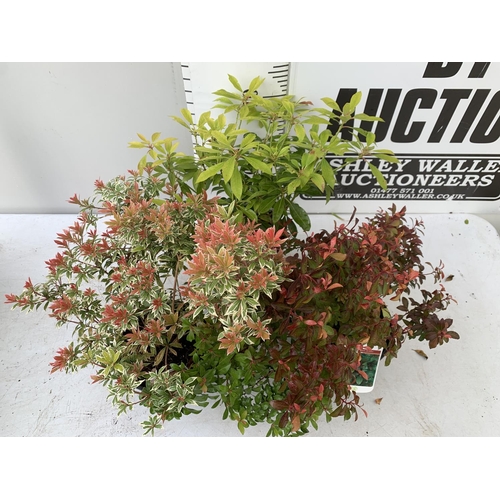 100 - THREE MIXED PIERIS JAPONICA 'LITTLE HEATH GREEN' AND 'LITTLE HEATH' AND 'VALLEY VALENTINE' 30-50CM I... 