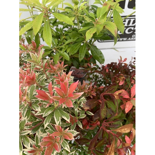 100 - THREE MIXED PIERIS JAPONICA 'LITTLE HEATH GREEN' AND 'LITTLE HEATH' AND 'VALLEY VALENTINE' 30-50CM I... 