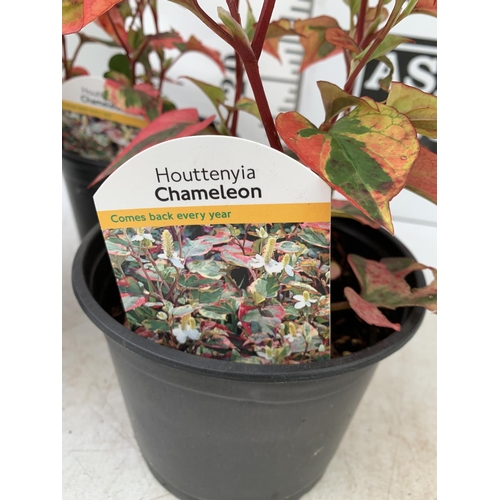 101 - THREE HOUTTENYIA 'CHAMELEON' IN FLOWER IN 2 LTR POTS APPROX 40CM IN HEIGHT PLUS VAT TO BE SOLD FOR T... 