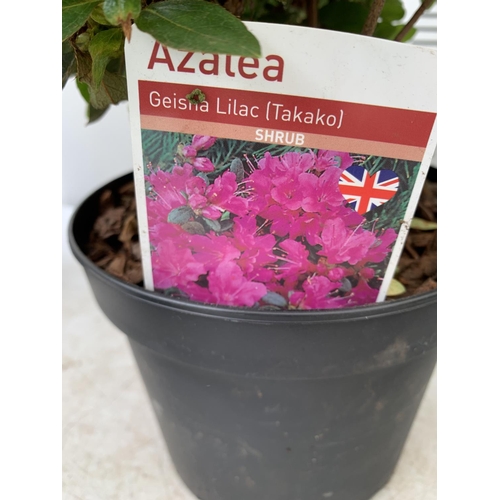 103 - MIXED LOT OF SIX SHRUBS AZALEA 'FROSTED ORANGE' AND 'GEISHA LILAC' PROSTANTHERA CUNEATA, PIERIS JAPO... 