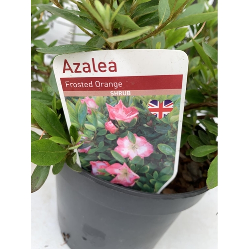 103 - MIXED LOT OF SIX SHRUBS AZALEA 'FROSTED ORANGE' AND 'GEISHA LILAC' PROSTANTHERA CUNEATA, PIERIS JAPO... 