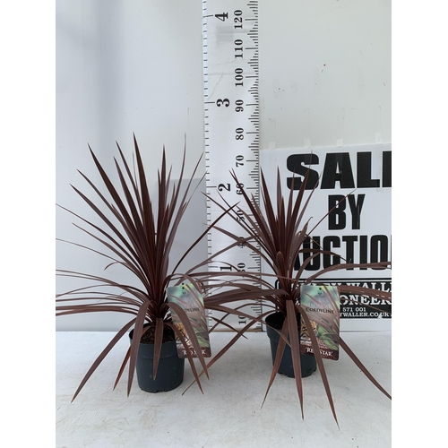 104 - TWO CORDYLINE AUSTRALIS 'RED STAR' IN 2 LTR POTS HEIGHT 70- 80CM PLUS VAT TO BE SOLD FOR THE TWO