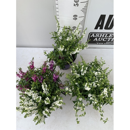 107 - THREE ANGELONIA TRIO WITH THREE COLOURS IN EACH 3 LTR POT APPROX 50CM IN HEIGHT PLUS VAT TO BE SOLD ... 