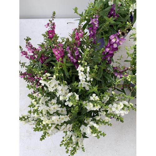 107 - THREE ANGELONIA TRIO WITH THREE COLOURS IN EACH 3 LTR POT APPROX 50CM IN HEIGHT PLUS VAT TO BE SOLD ... 