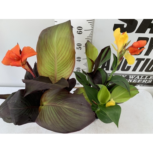 113 - TWO EXCLUSIVE VARIETIES LARGE CANNA CLEOPATRA AND RED VELVET IN FLOWER APPROX 70CM IN HEIGHT IN 2 LT... 