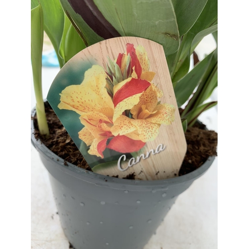 113 - TWO EXCLUSIVE VARIETIES LARGE CANNA CLEOPATRA AND RED VELVET IN FLOWER APPROX 70CM IN HEIGHT IN 2 LT... 