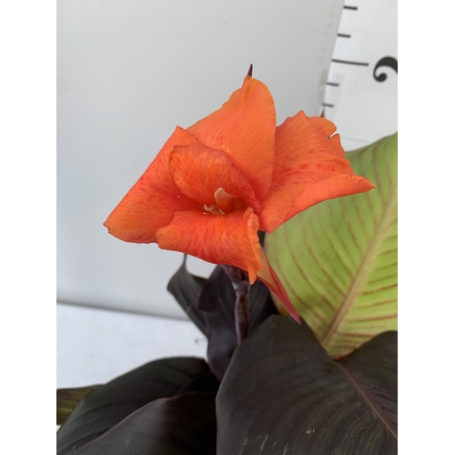 113 - TWO EXCLUSIVE VARIETIES LARGE CANNA CLEOPATRA AND RED VELVET IN FLOWER APPROX 70CM IN HEIGHT IN 2 LT... 