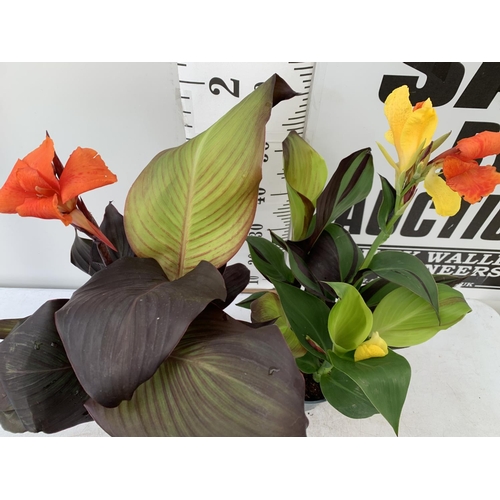 113 - TWO EXCLUSIVE VARIETIES LARGE CANNA CLEOPATRA AND RED VELVET IN FLOWER APPROX 70CM IN HEIGHT IN 2 LT... 