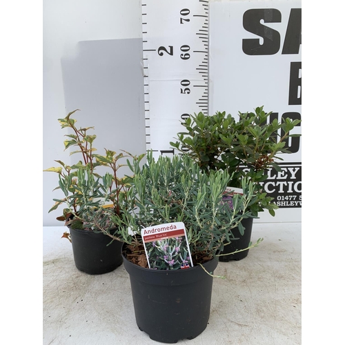 114 - THREE MIXED SHRUBS HOUTTENYIA CHAMELEON IN 1.5 LTR POT, AZALEA PURPLE DIAMOND AND ANDROMEDA BLUE ICE... 