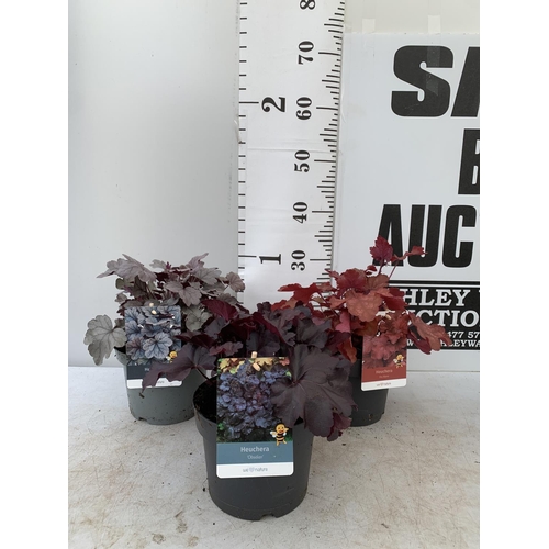 115 - THREE MIXED HEUCHERAS FIRE ALARM, SILVER GUMDROP AND ODSIDIAN IN 2 LTR POTS 30-40CM IN HEIGHT PLUS V... 