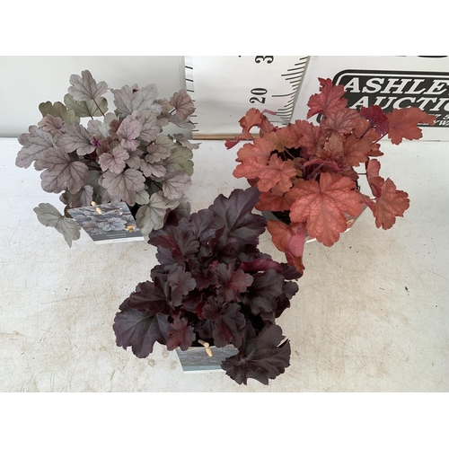 115 - THREE MIXED HEUCHERAS FIRE ALARM, SILVER GUMDROP AND ODSIDIAN IN 2 LTR POTS 30-40CM IN HEIGHT PLUS V... 