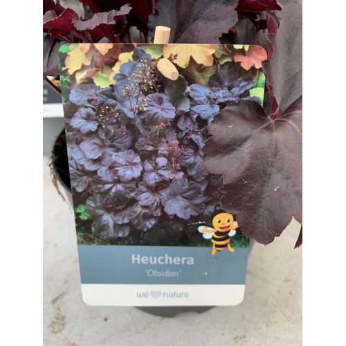 115 - THREE MIXED HEUCHERAS FIRE ALARM, SILVER GUMDROP AND ODSIDIAN IN 2 LTR POTS 30-40CM IN HEIGHT PLUS V... 