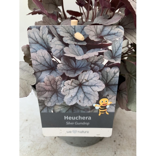 115 - THREE MIXED HEUCHERAS FIRE ALARM, SILVER GUMDROP AND ODSIDIAN IN 2 LTR POTS 30-40CM IN HEIGHT PLUS V... 