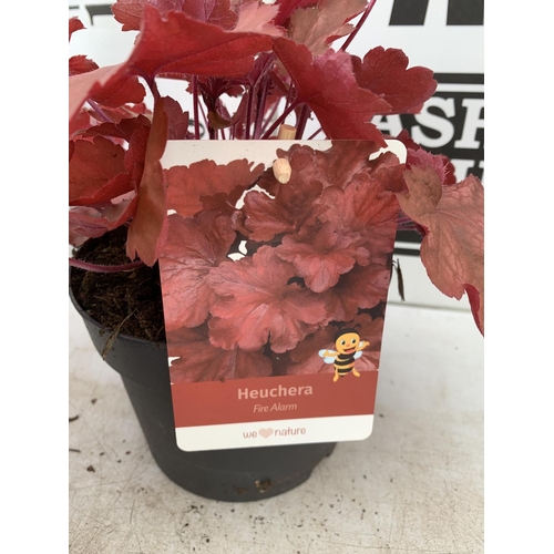 115 - THREE MIXED HEUCHERAS FIRE ALARM, SILVER GUMDROP AND ODSIDIAN IN 2 LTR POTS 30-40CM IN HEIGHT PLUS V... 