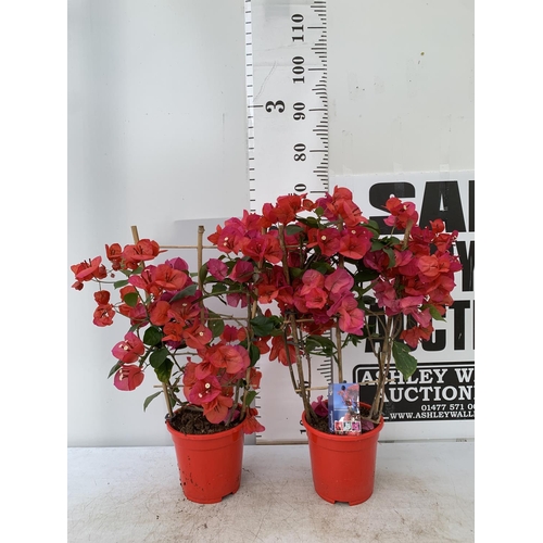 118 - TWO BOUGAINVILLEA DANIA DEEP PINK ON A TRELLIS, 2 LTR POTS HEIGHT 70CM. PATIO READY TO BE SOLD FOR T... 