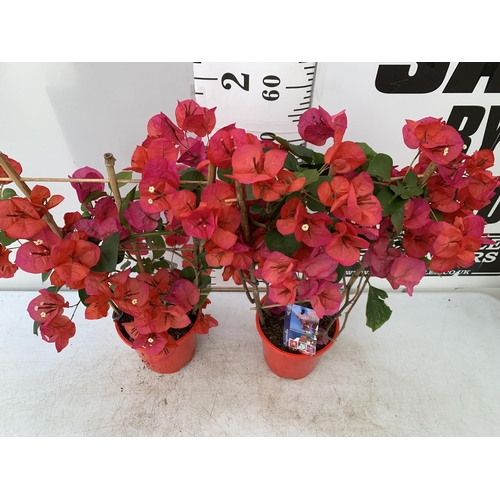 118 - TWO BOUGAINVILLEA DANIA DEEP PINK ON A TRELLIS, 2 LTR POTS HEIGHT 70CM. PATIO READY TO BE SOLD FOR T... 