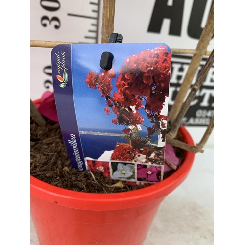 118 - TWO BOUGAINVILLEA DANIA DEEP PINK ON A TRELLIS, 2 LTR POTS HEIGHT 70CM. PATIO READY TO BE SOLD FOR T... 