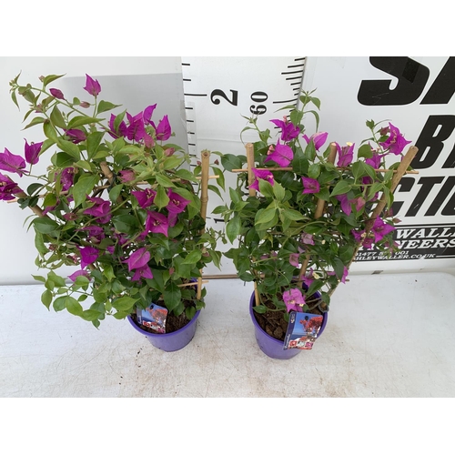 119 - TWO BOUGAINVILLEA DANIA PURPLE ON A TRELLIS, 2 LTR POTS HEIGHT 70CM. PATIO READY TO BE SOLD FOR THE ... 