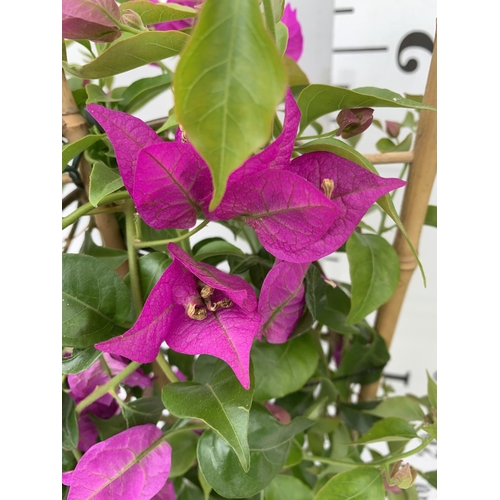 119 - TWO BOUGAINVILLEA DANIA PURPLE ON A TRELLIS, 2 LTR POTS HEIGHT 70CM. PATIO READY TO BE SOLD FOR THE ... 