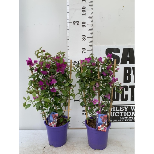 119 - TWO BOUGAINVILLEA DANIA PURPLE ON A TRELLIS, 2 LTR POTS HEIGHT 70CM. PATIO READY TO BE SOLD FOR THE ... 