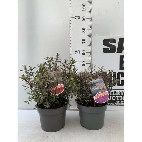 120 - TWO LARGE HEBE MAGICOLOURS 'MAGIC SUMMER' AND 'WILD ROMANCE' IN 5 LTR POTS APPROX 45- 55CM IN HEIGHT... 