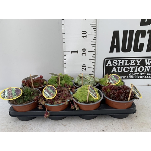 123 - EIGHT SEMPERVIVUM IN VARIETIES IN 1 LTR POTS ON A TRAY PLUS VAT TO BE SOLD FOR THE EIGHT