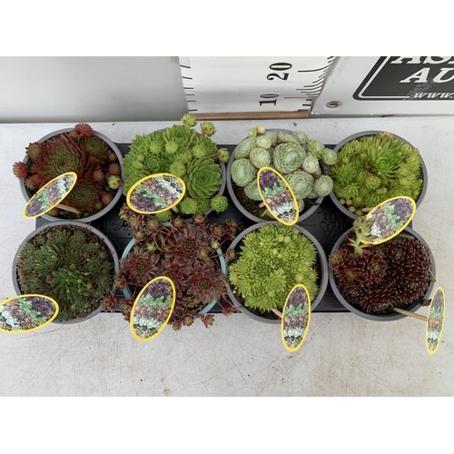 123 - EIGHT SEMPERVIVUM IN VARIETIES IN 1 LTR POTS ON A TRAY PLUS VAT TO BE SOLD FOR THE EIGHT