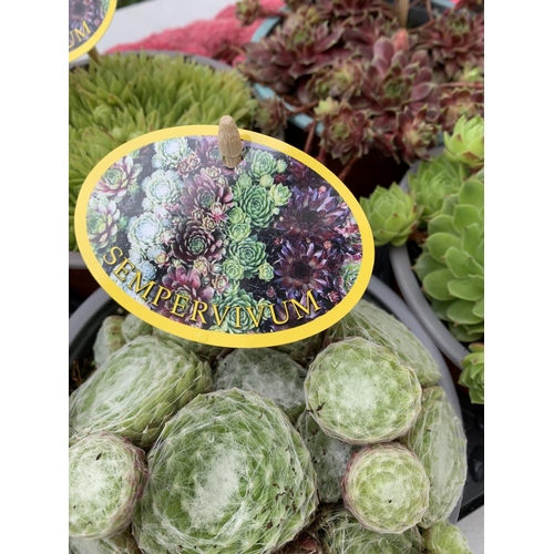 123 - EIGHT SEMPERVIVUM IN VARIETIES IN 1 LTR POTS ON A TRAY PLUS VAT TO BE SOLD FOR THE EIGHT