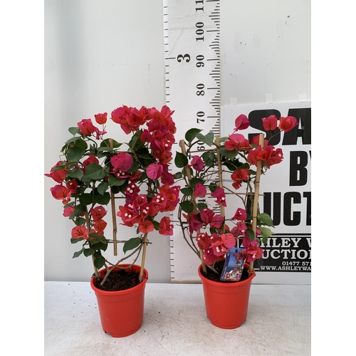 132 - TWO BOUGAINVILLEA DANIA DEEP RED ON A TRELLIS, 2 LTR POTS HEIGHT 70CM. PATIO READY TO BE SOLD FOR TH... 