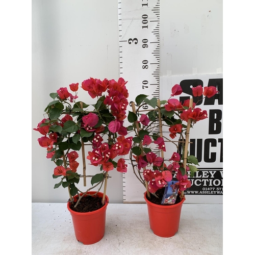 132 - TWO BOUGAINVILLEA DANIA DEEP RED ON A TRELLIS, 2 LTR POTS HEIGHT 70CM. PATIO READY TO BE SOLD FOR TH... 