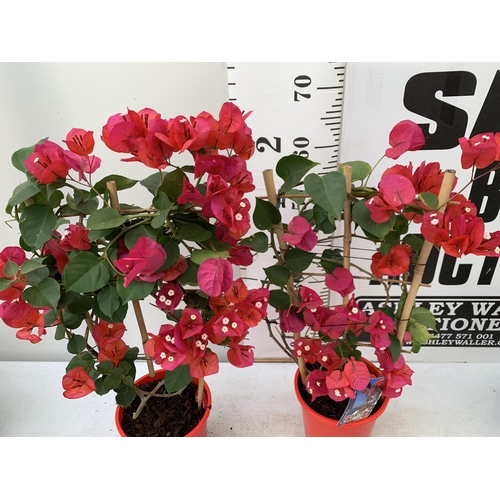 132 - TWO BOUGAINVILLEA DANIA DEEP RED ON A TRELLIS, 2 LTR POTS HEIGHT 70CM. PATIO READY TO BE SOLD FOR TH... 