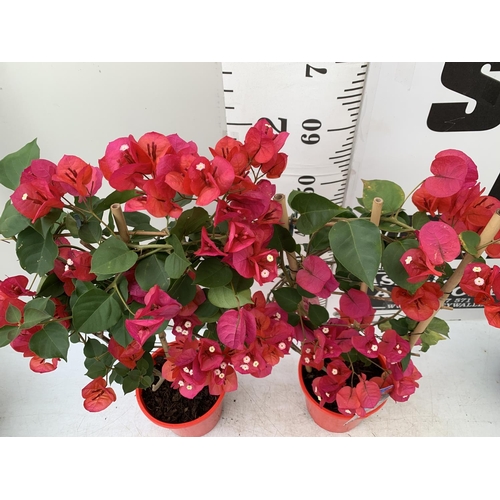 132 - TWO BOUGAINVILLEA DANIA DEEP RED ON A TRELLIS, 2 LTR POTS HEIGHT 70CM. PATIO READY TO BE SOLD FOR TH... 